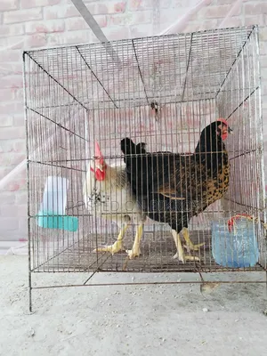 Bird and Animal Cage