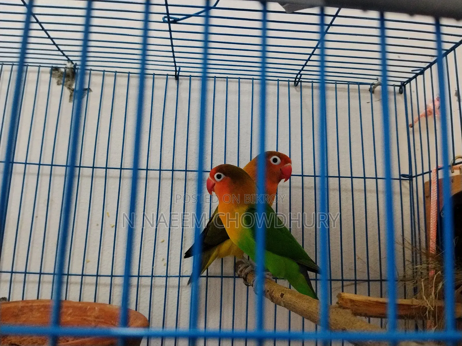 A pair of Lovebirds and some Java birds for sale
