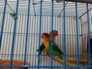 A pair of Lovebirds and some Java birds for sale