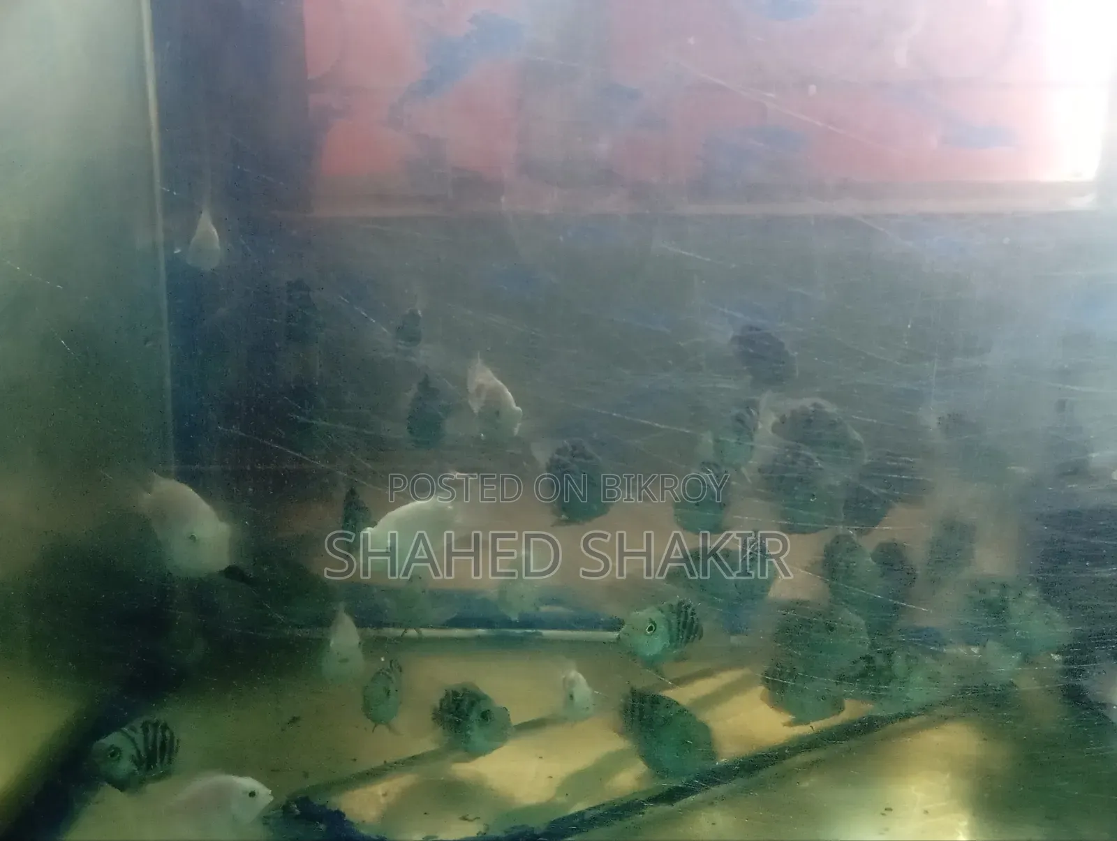 Parrot Guppy