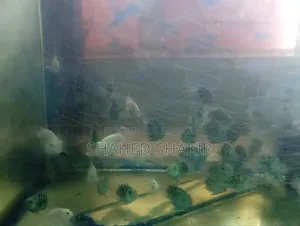 Parrot Guppy
