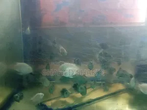 Parrot Guppy