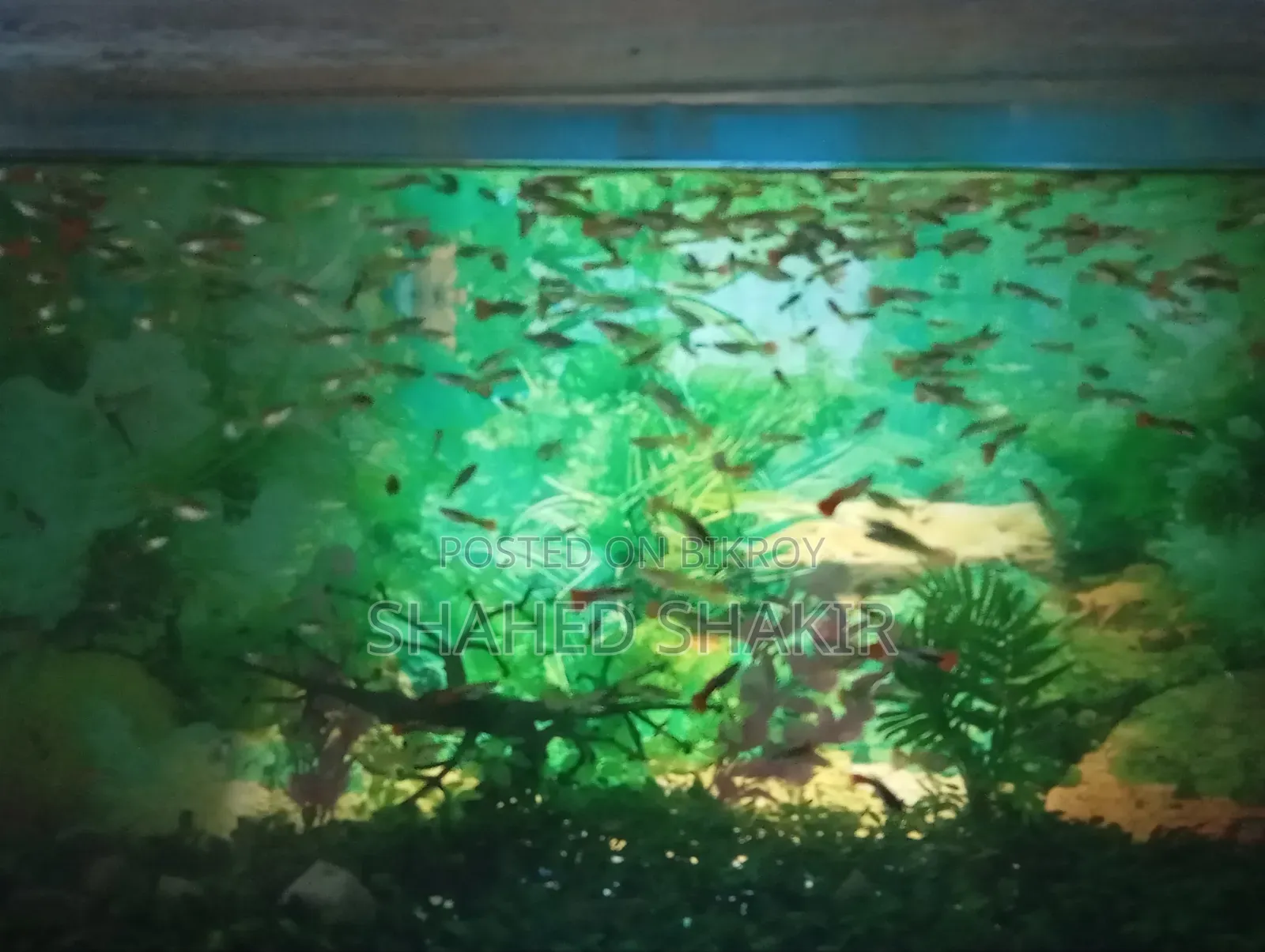 Parrot Guppy