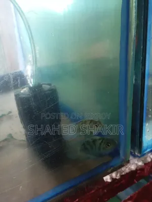 Parrot Guppy