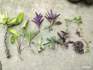Sellpost 12 types of indoor plant cuttings for sale.