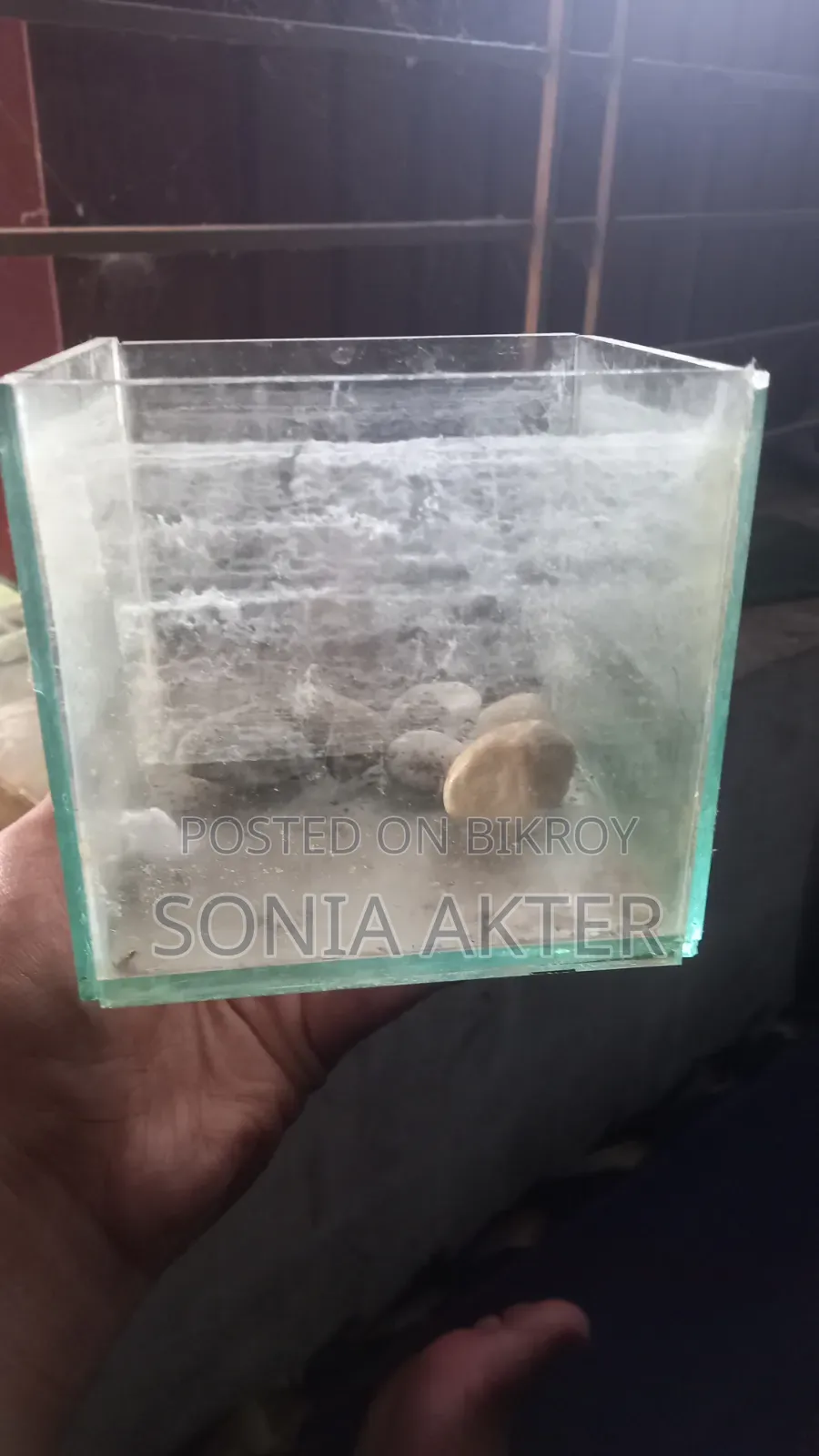 Fighter Fish Aquarium