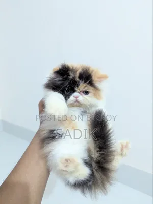 1-3 months Female Purebred Persian