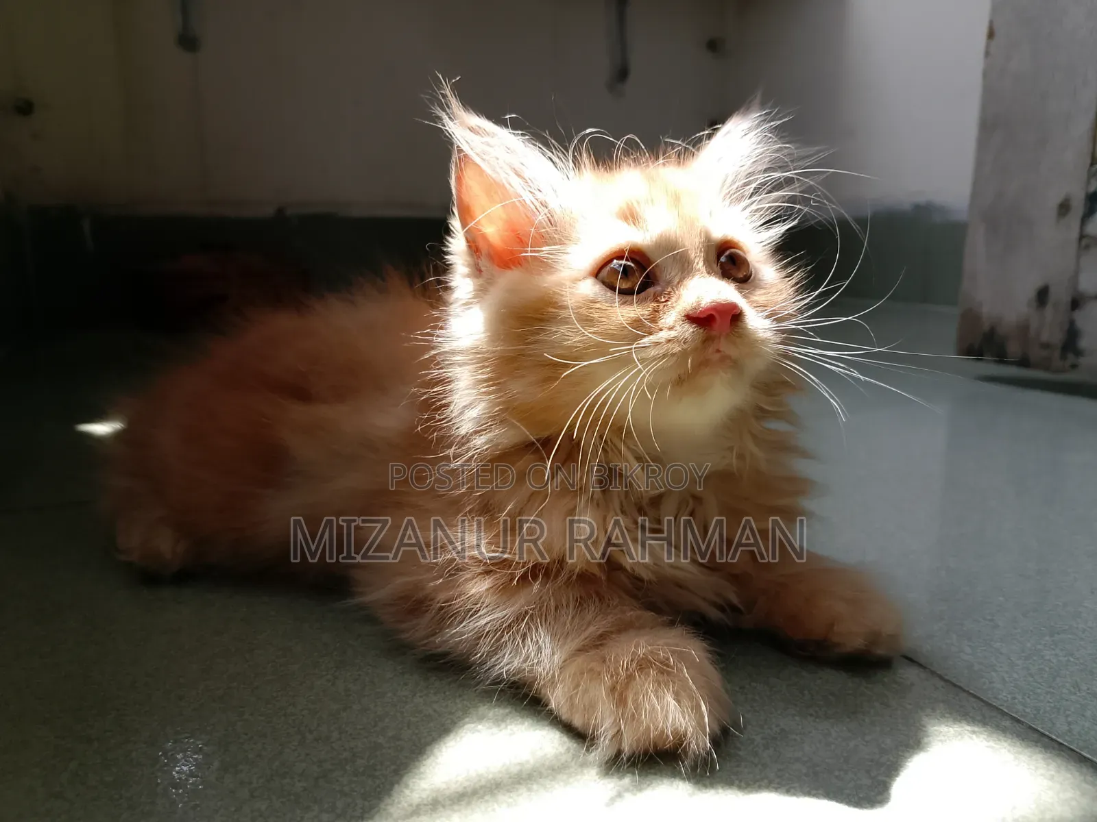 1-3 months Female Purebred Persian