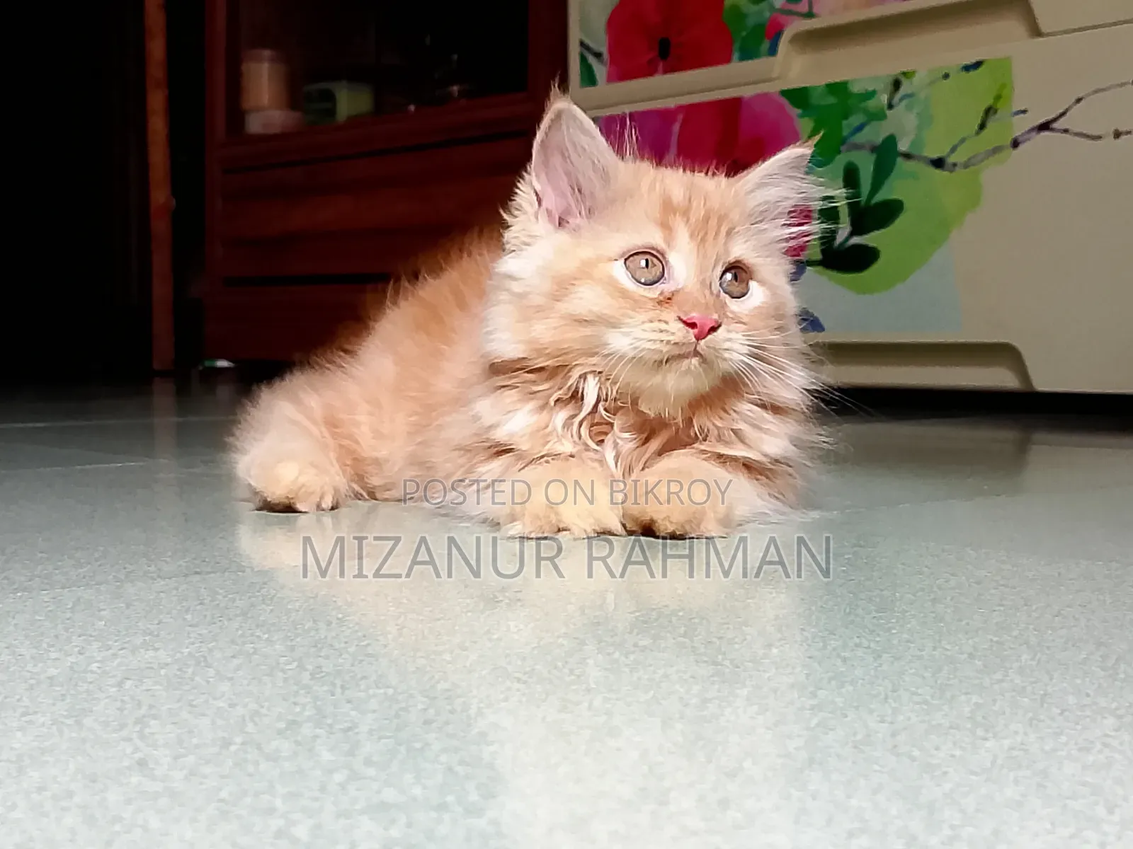 1-3 months Female Purebred Persian