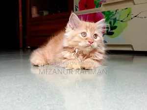 1-3 months Female Purebred Persian
