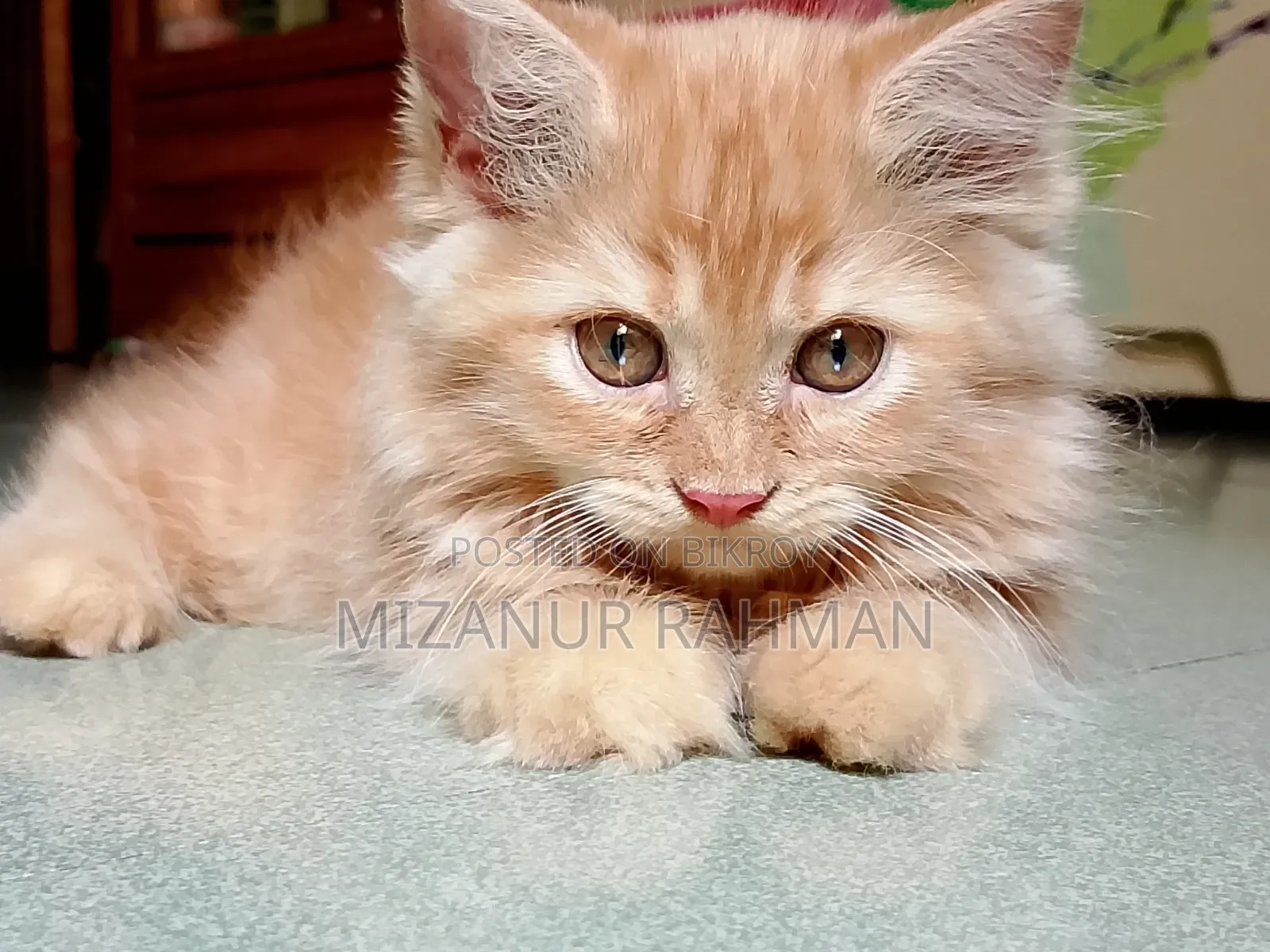 1-3 months Female Purebred Persian
