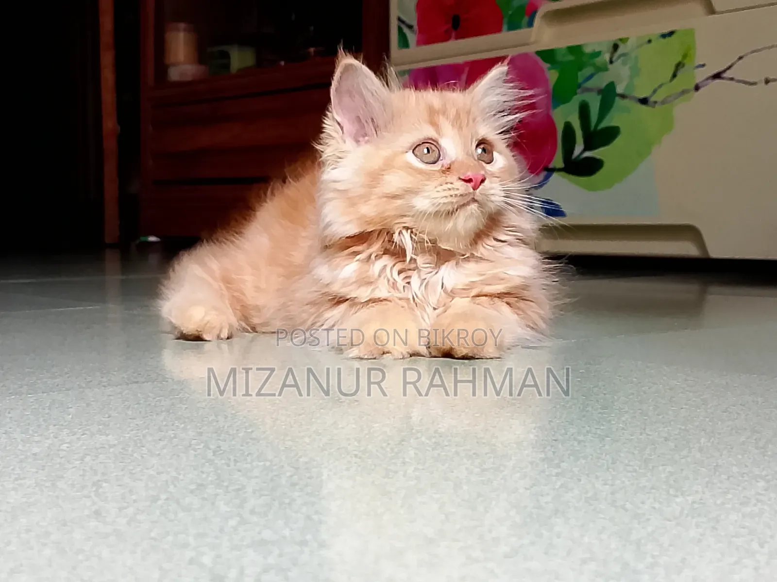 1-3 months Female Purebred Persian