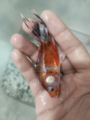 Mix Breeding Gold Fish (Female) 1 PCS