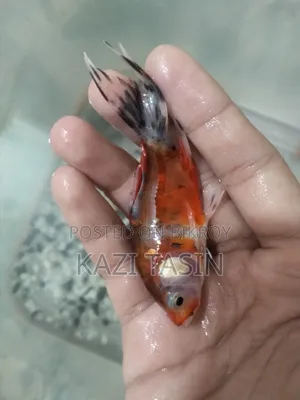 Mix Breeding Gold Fish (Female) 1 PCS