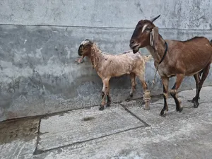 Local Goat