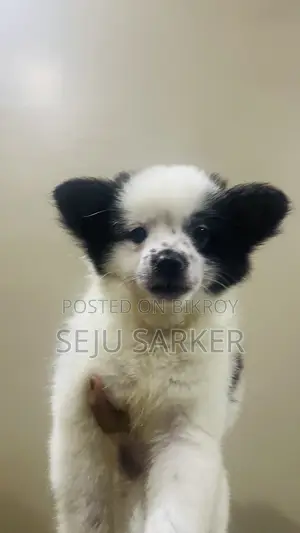 1-3 Months Male Purebred Lhasa Apso