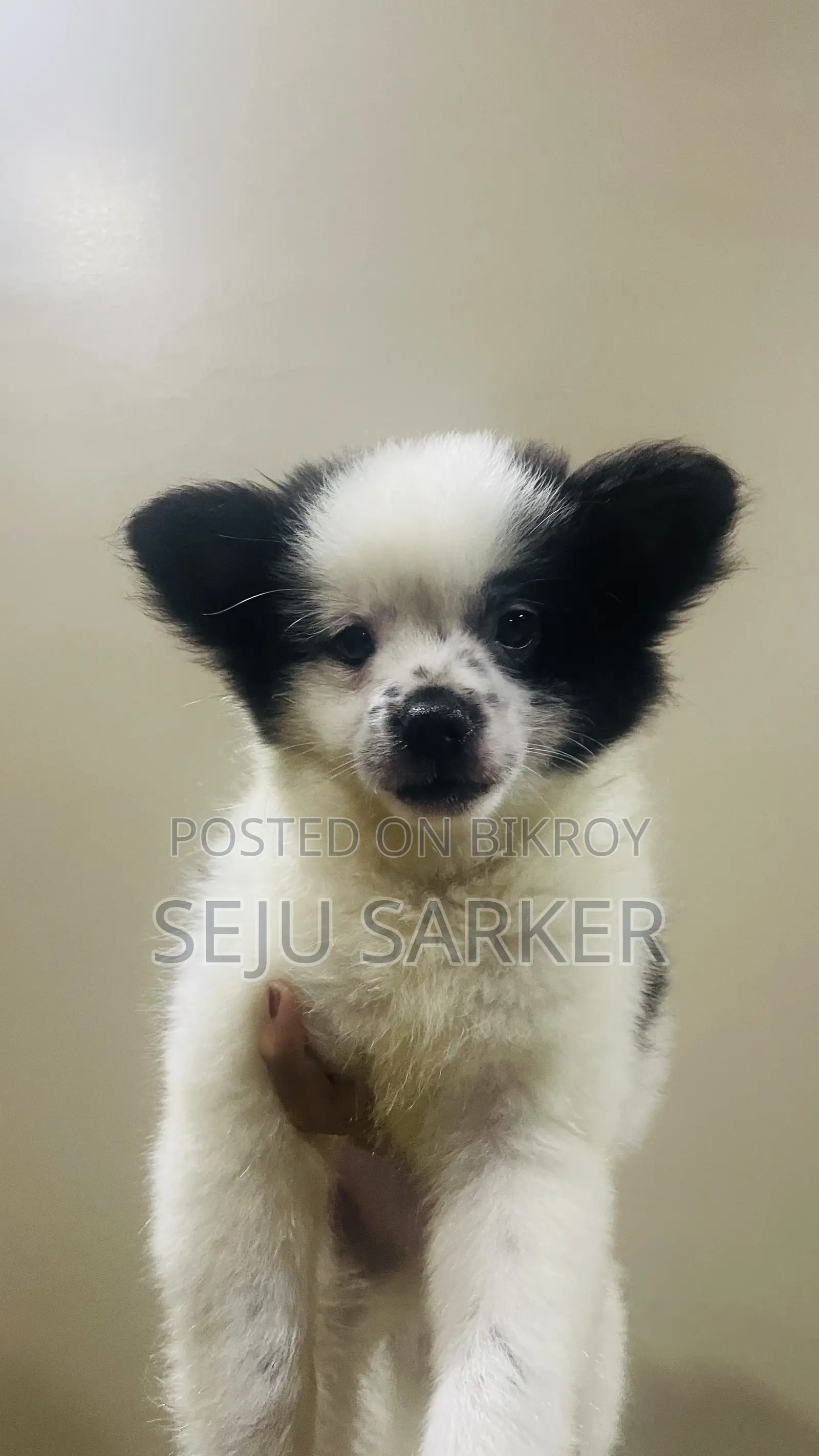 1-3 Months Male Purebred Lhasa Apso