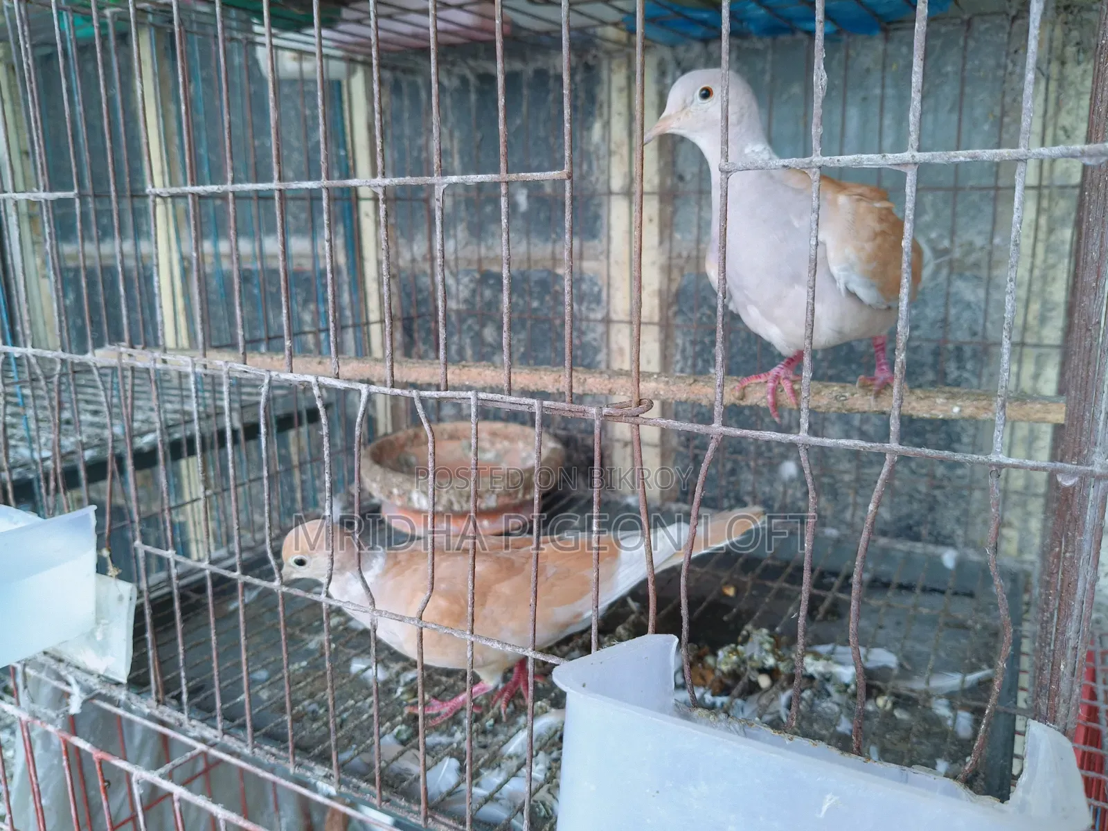 Running Australian Dove