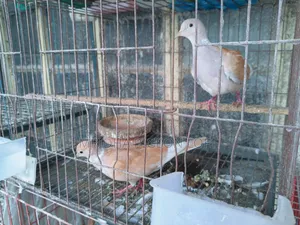 Running Australian Dove