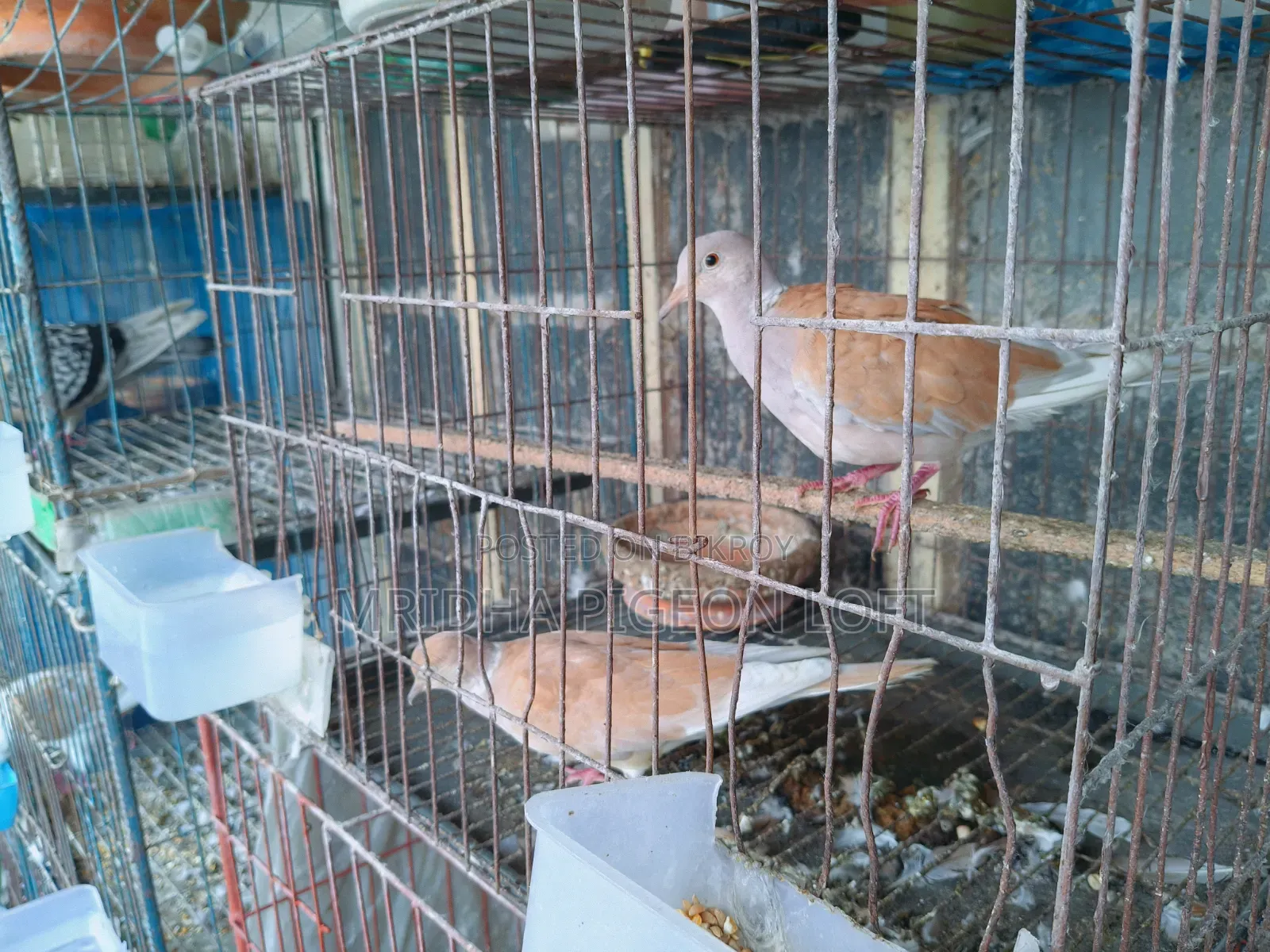 Running Australian Dove