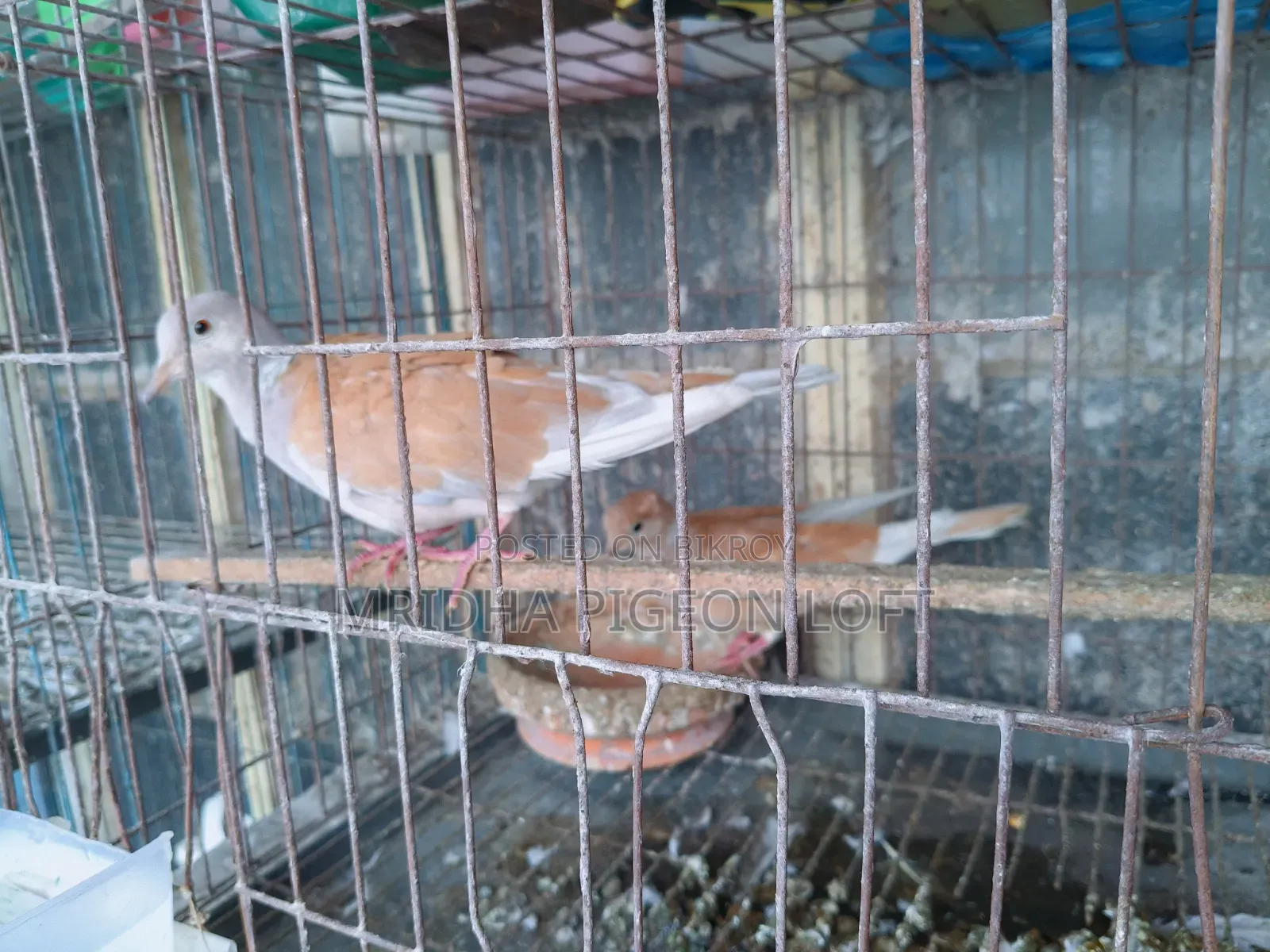 Running Australian Dove