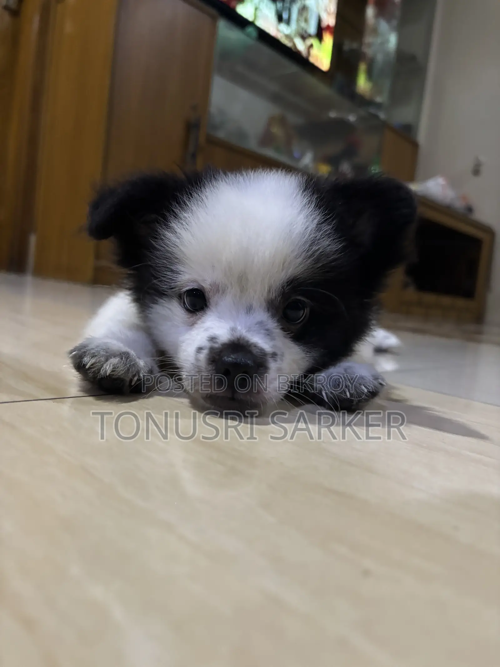 1-3 months Male Purebred Lhasa Apso