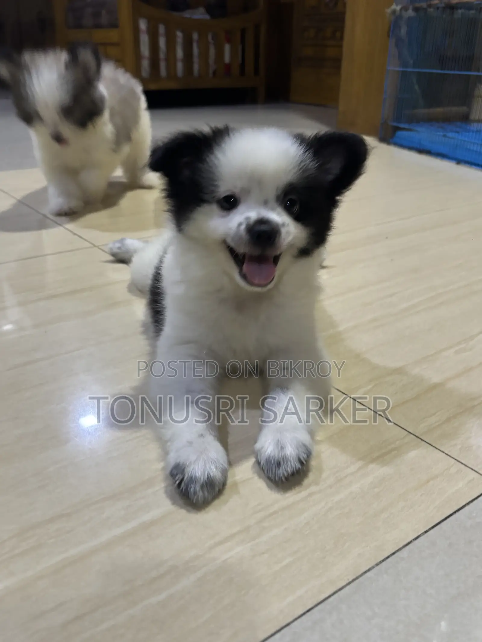 1-3 months Male Purebred Lhasa Apso