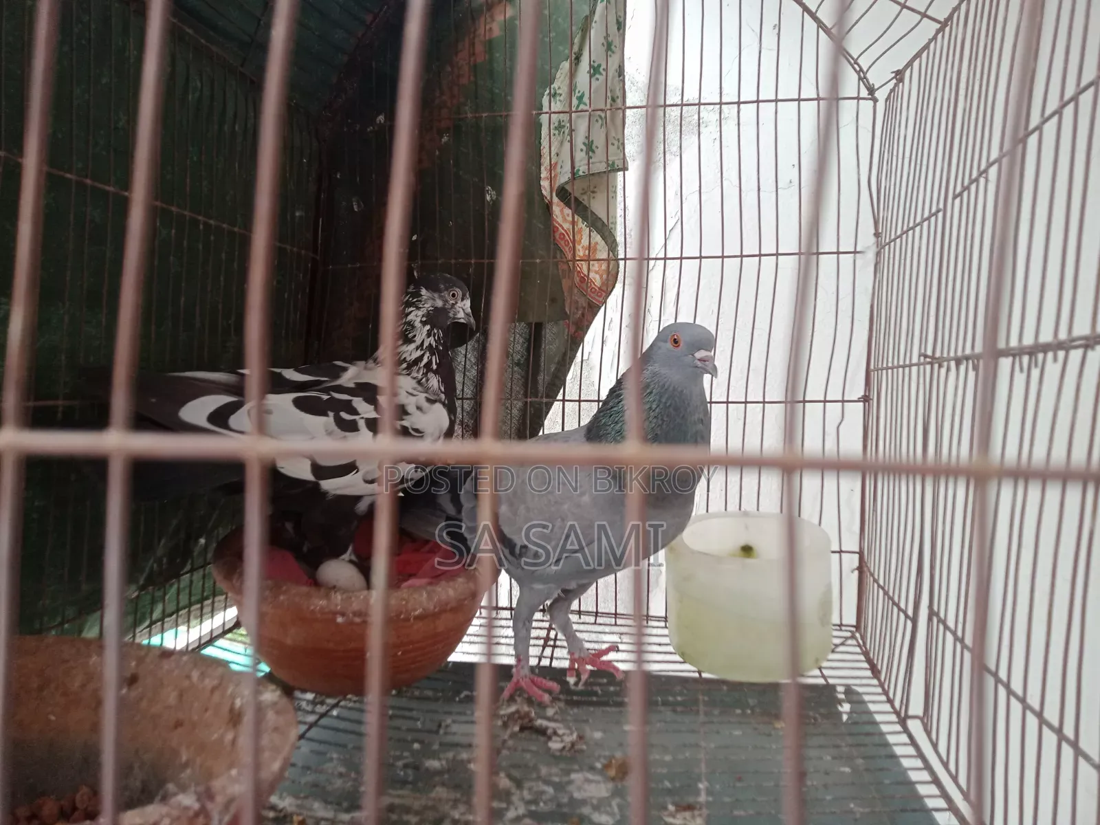 Racing pigeon tamed, for sale. One pair of pigeons
