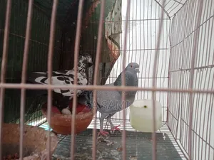 Racing pigeon tamed, for sale. One pair of pigeons