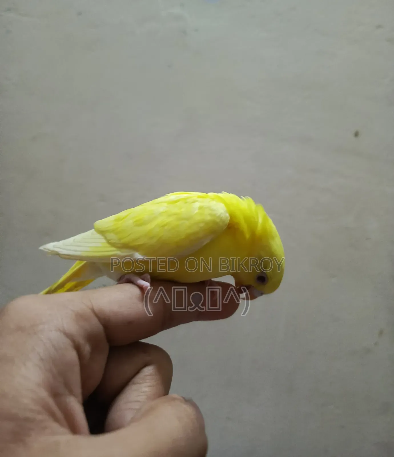Budgerigar, Bajigar