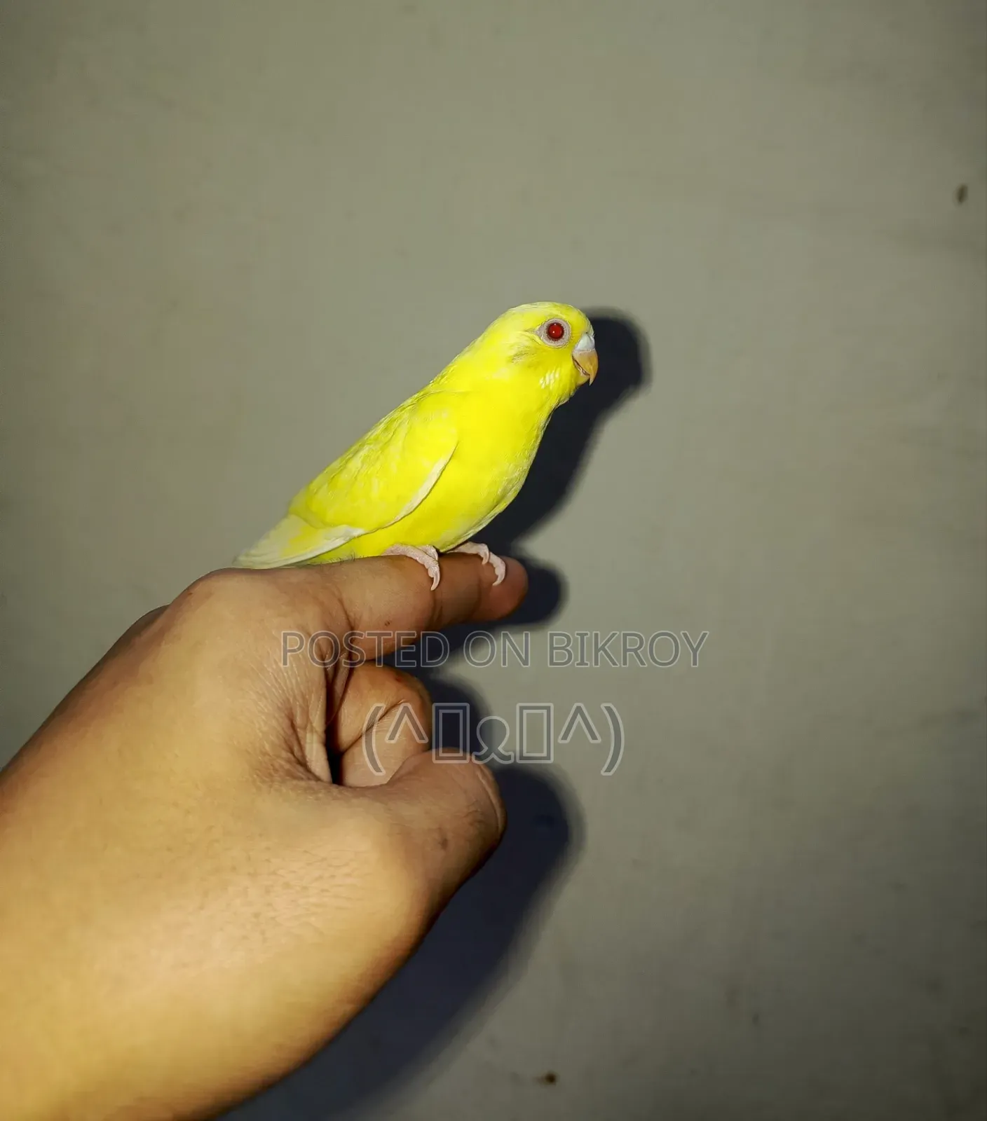 Budgerigar, Bajigar