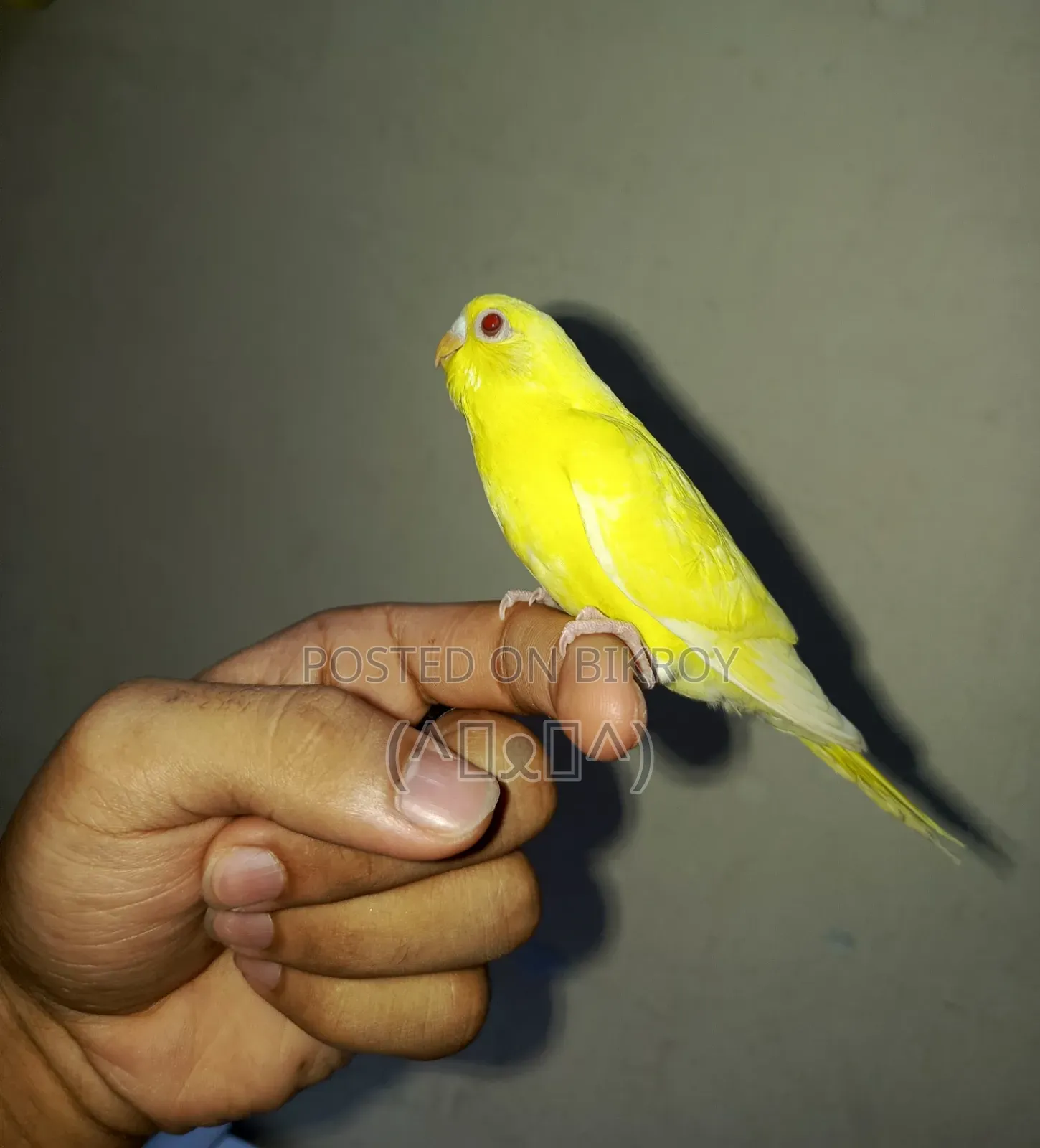 Budgerigar, Bajigar