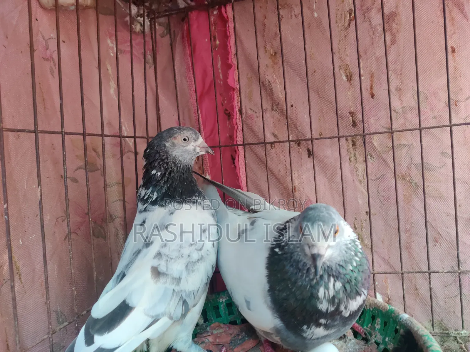 A pair of pigeons for sale