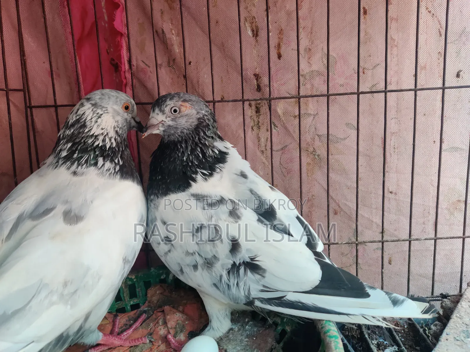 A pair of pigeons for sale