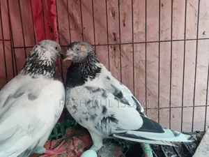 A pair of pigeons for sale