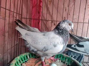 A pair of pigeons for sale