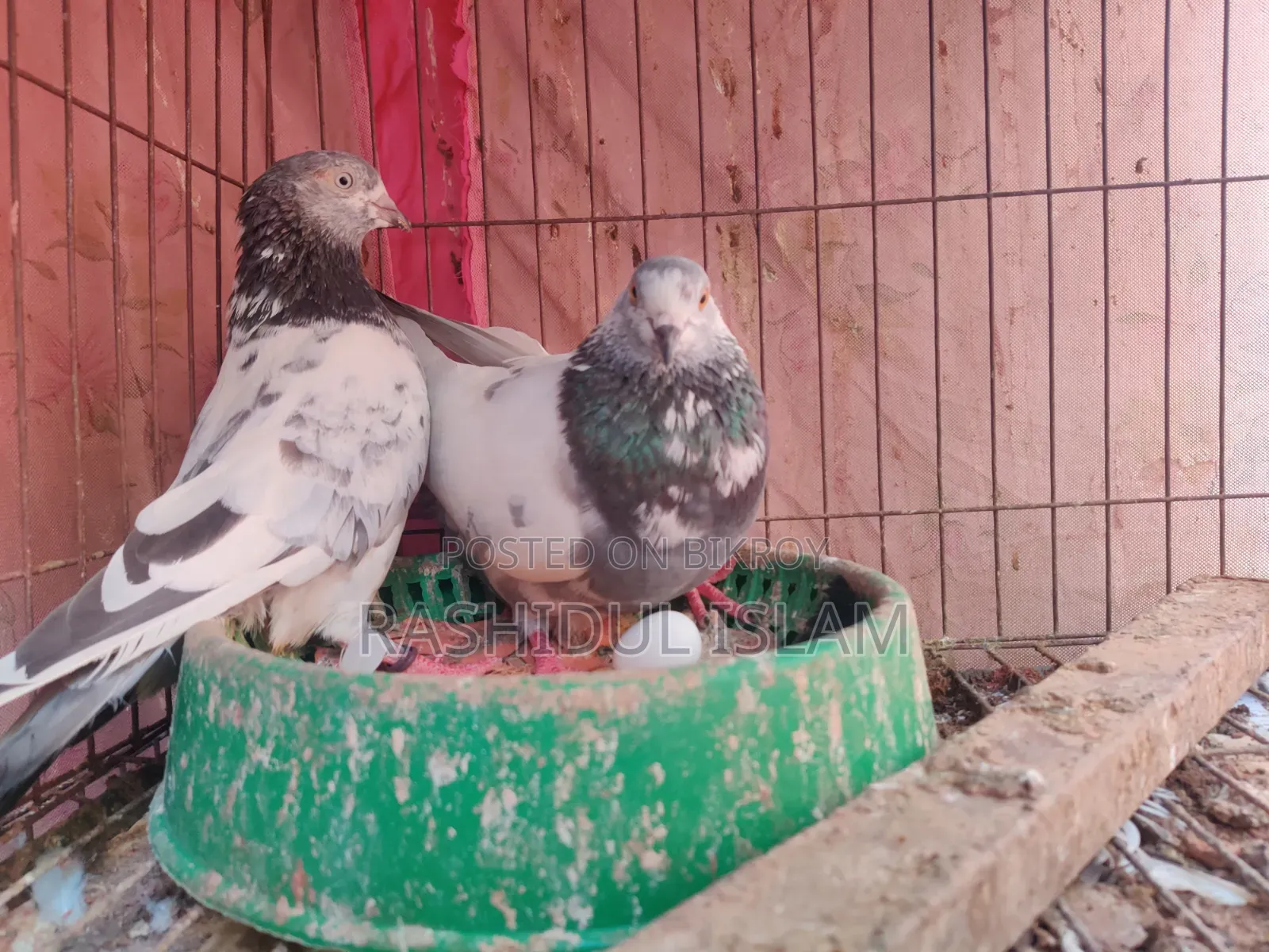 A pair of pigeons for sale