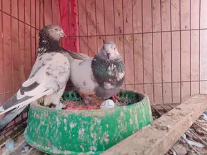 A pair of pigeons for sale