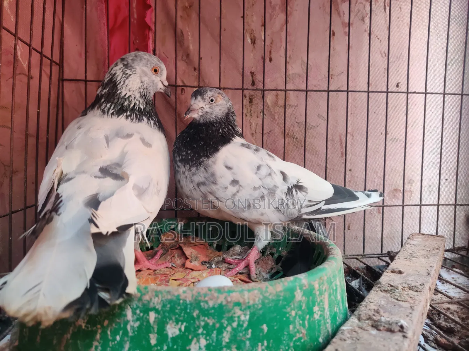 A pair of pigeons for sale
