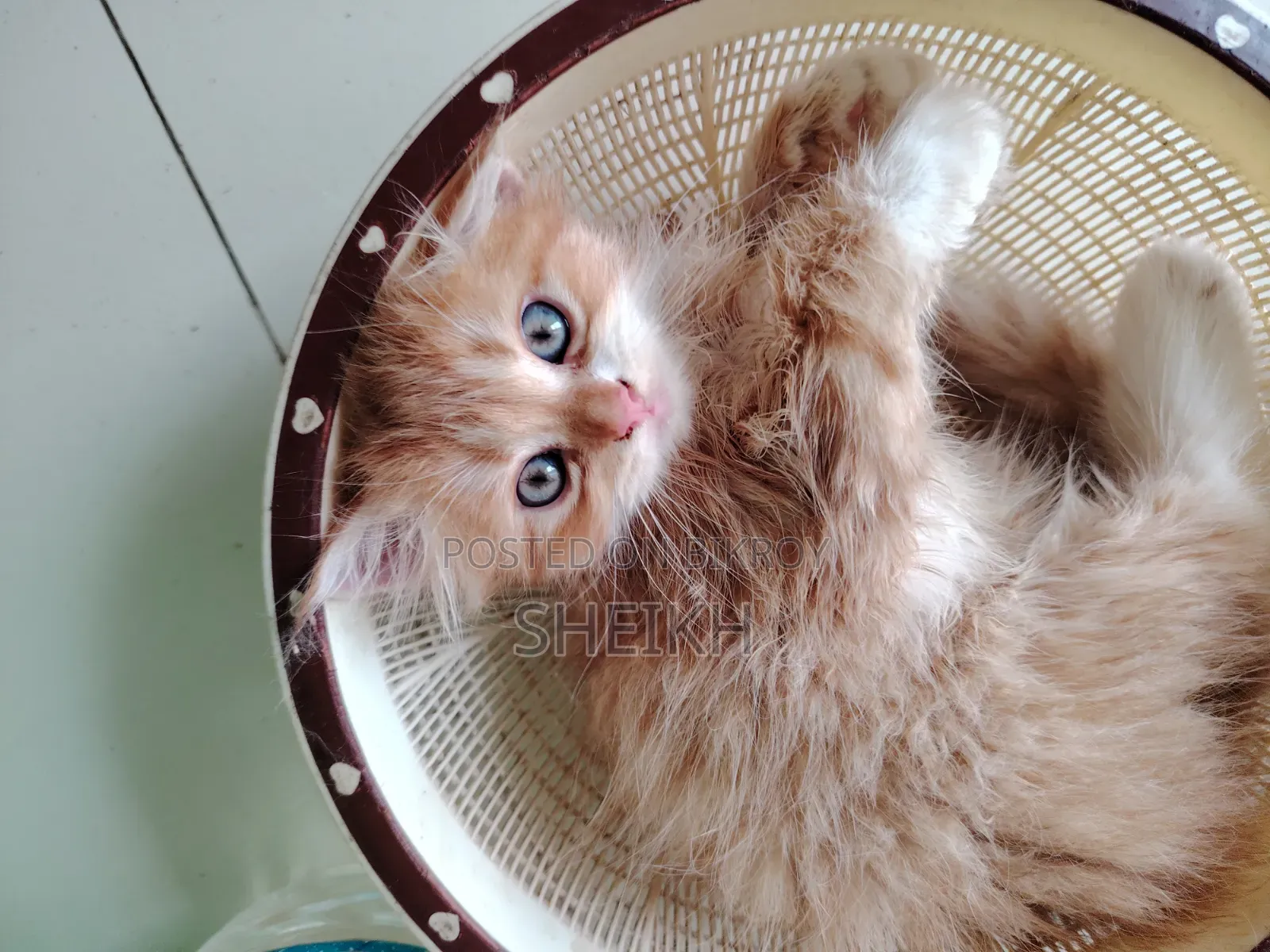 1-3 months Male Purebred Persian