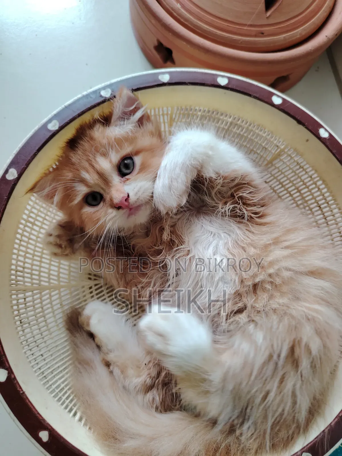 1-3 months Male Purebred Persian