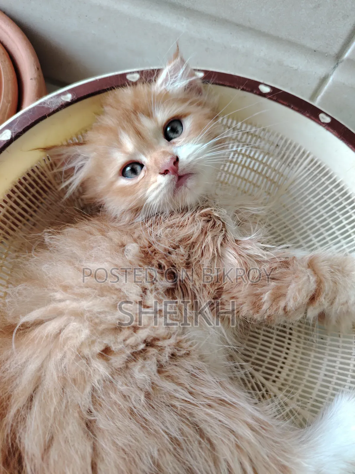 1-3 months Male Purebred Persian