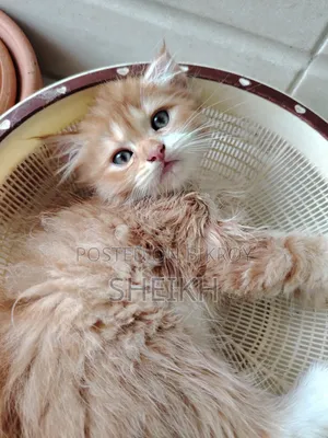1-3 months Male Purebred Persian
