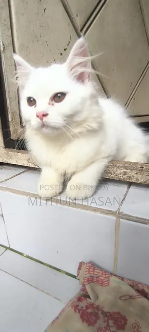 ৩-৬ মাস বয়সী পুরুষ মিশ্র জাতের পার্সিয়ান