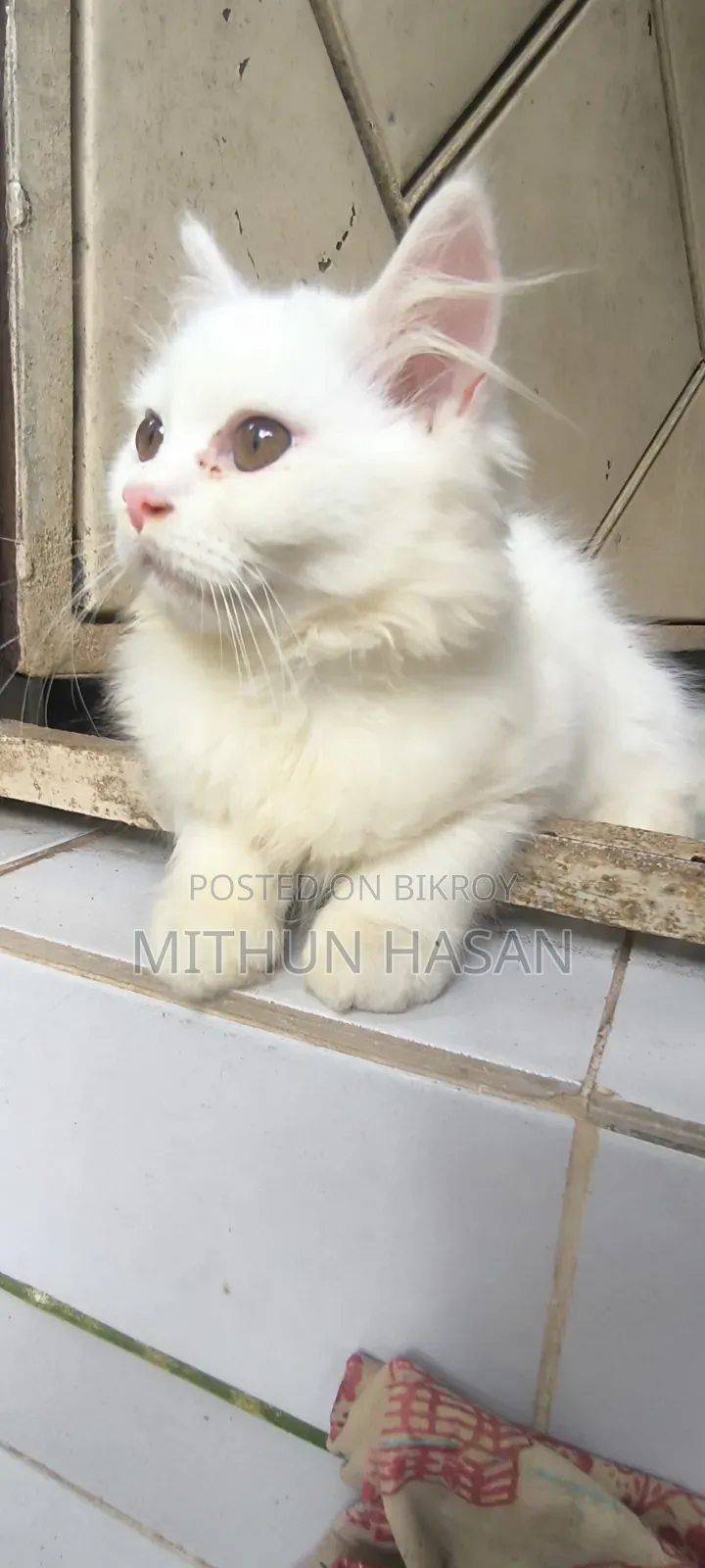 3-6 months Male Mixed Breed Persian