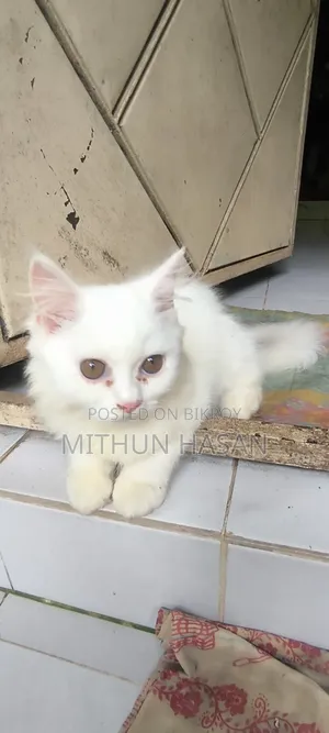 3-6 months Male Mixed Breed Persian