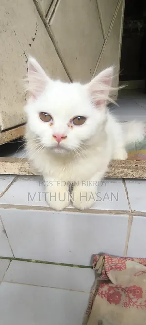 3-6 months Male Mixed Breed Persian