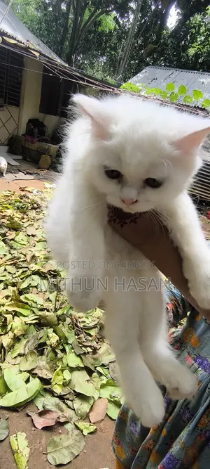 3-6 months Male Mixed Breed Persian