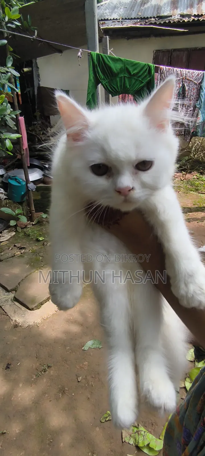 3-6 months Male Mixed Breed Persian