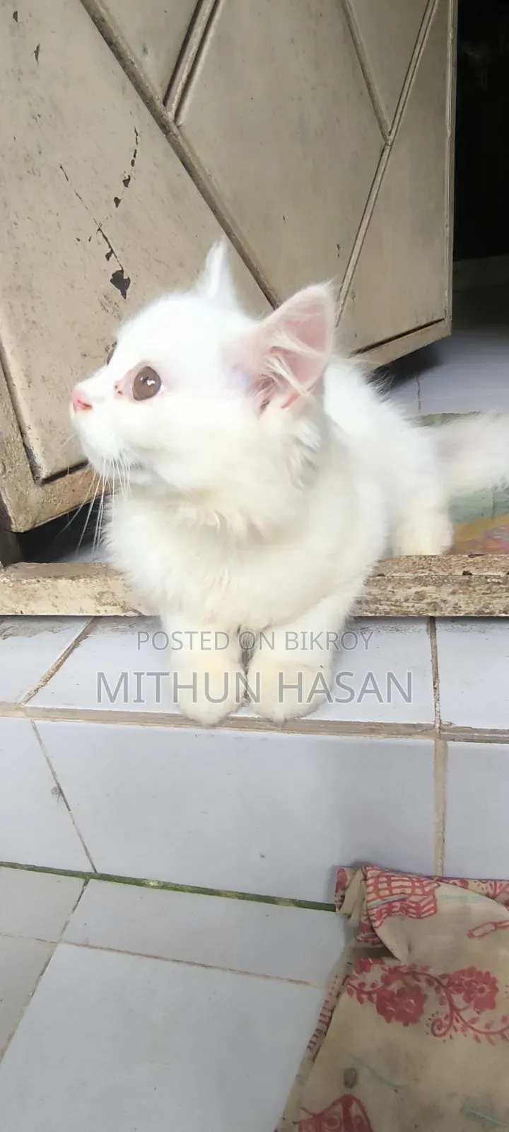 3-6 months Male Mixed Breed Persian